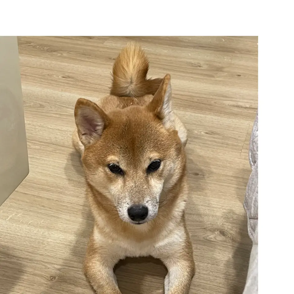 咪嚕嚕，柴犬，臺北市信義區遺失