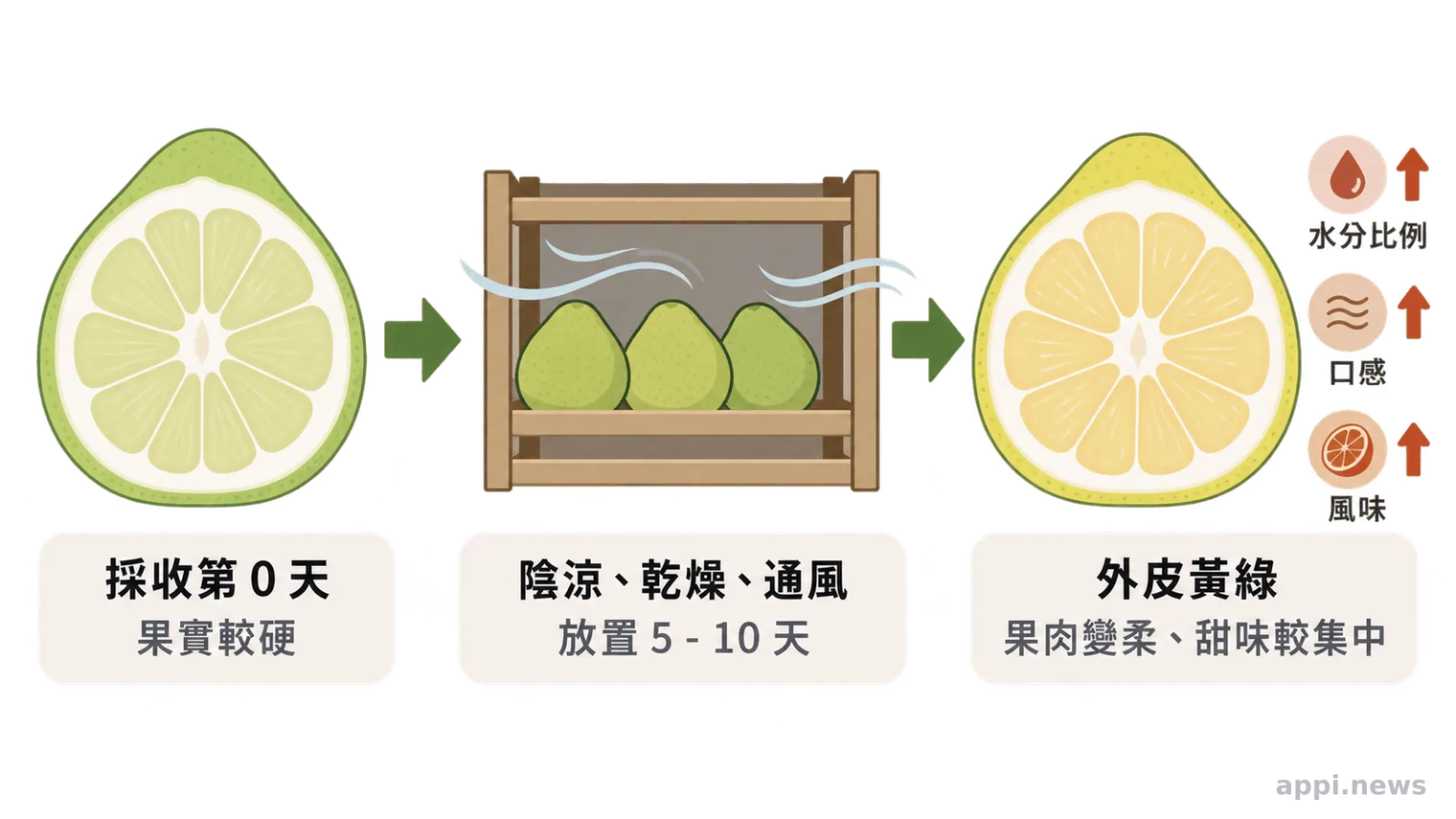 流程圖呈現文旦採收後放在陰涼通風處，外皮由淡綠轉為黃綠，果肉變柔、甜味較集中。