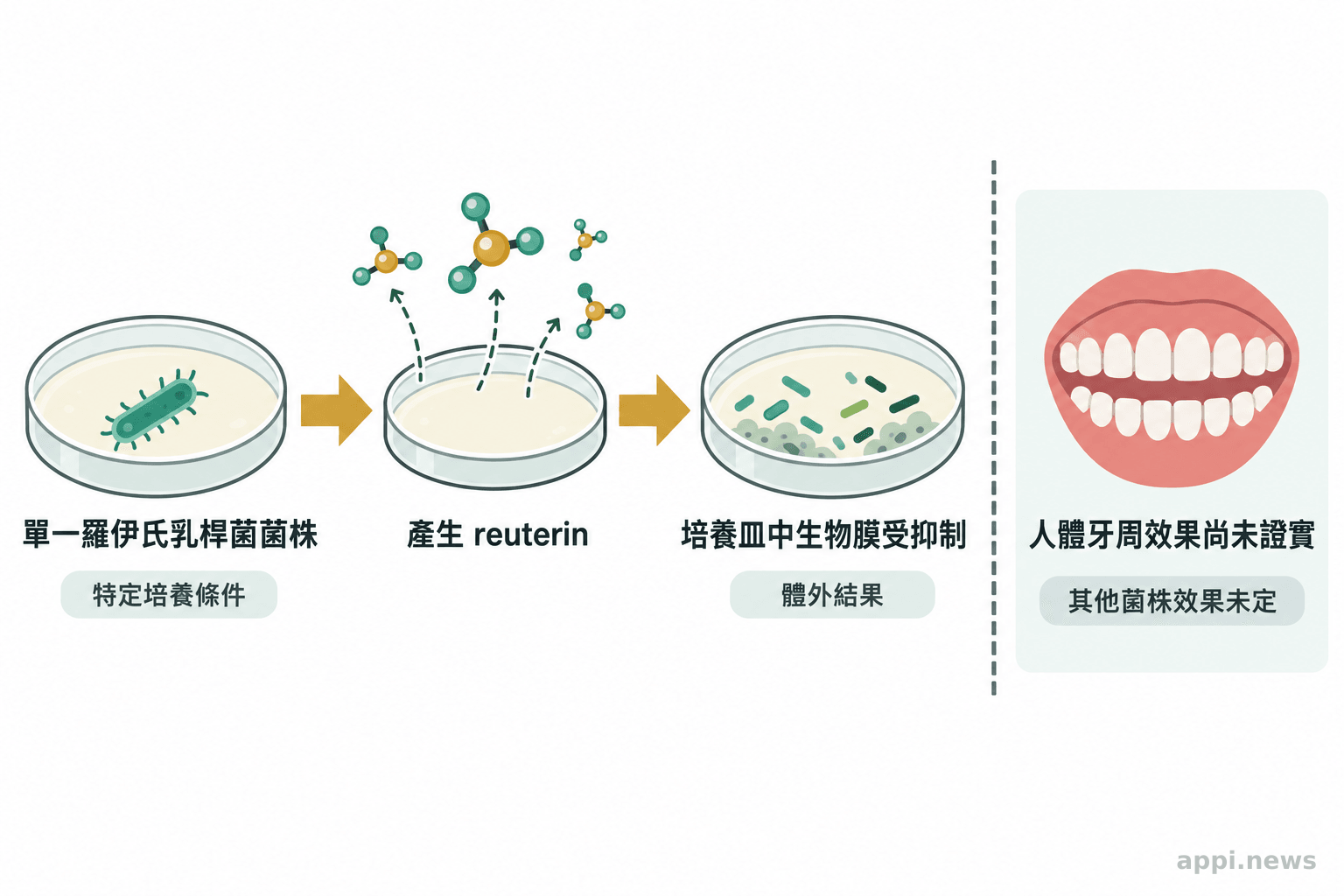 培養皿中的羅伊氏乳桿菌菌株產生 reuterin 並抑制生物膜的流程示意