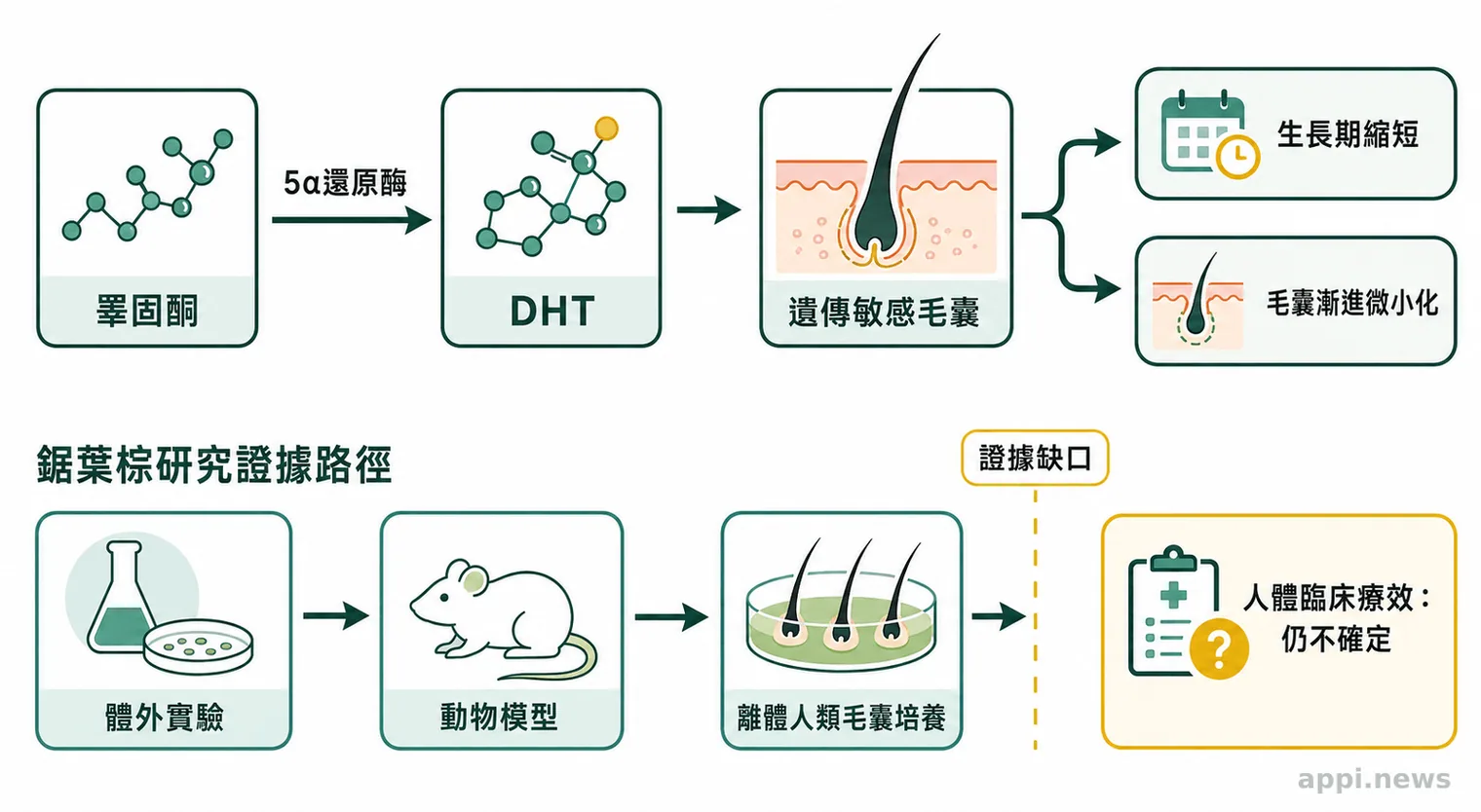 示意圖以箭頭呈現睪固酮轉化為DHT後影響敏感毛囊,並標示鋸葉棕研究從實驗階段到人體療效之間仍有證據缺口