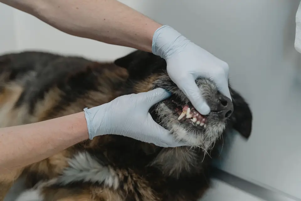 高齡犬在防滑地墊上休息,飼主溫和觀察口腔外觀並準備飲水(示意圖)