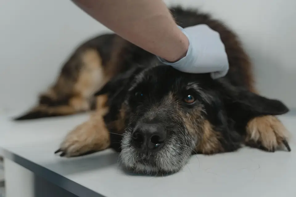 飼主把人用藥物放回安全處並拿手機聯絡獸醫,提醒不要自行用藥或催吐(示意圖)