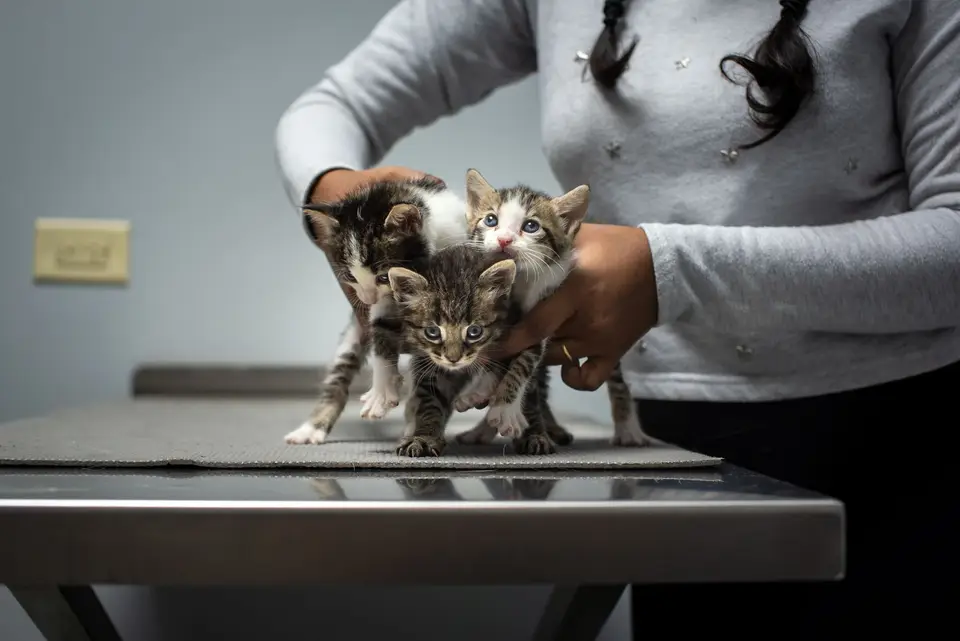 獸醫師向飼主說明狗狗、貓咪與不同生命階段寵物的照護差異(示意圖)