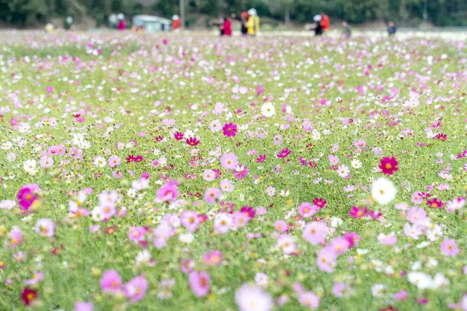 鄉間農田邊的花景（示意圖）
