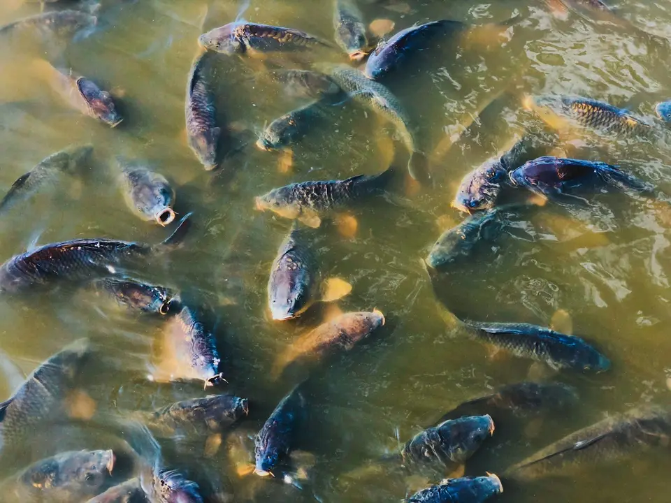 養殖池中多尾吳郭魚聚集在水面，呈現魚塭養殖場景
