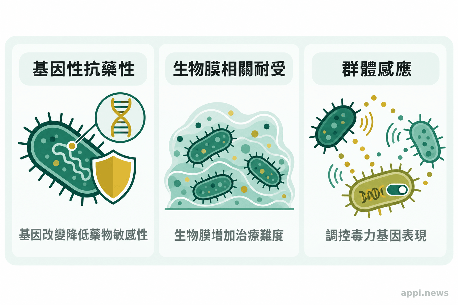 三欄分別呈現基因性抗藥性、生物膜相關耐受與群體感應調控